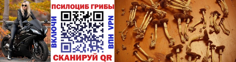 shop телеграм  Заозёрск  Галлюциногенные грибы MAGIC MUSHROOMS 